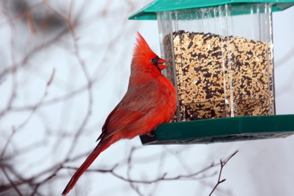 Bird Feeder Hanging in Kingsport